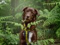 Dogs Trust Gifts