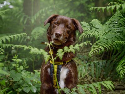Dogs Trust Gifts
