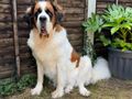 ‘Biggest ever’ resident found happy ending with large-hearted family