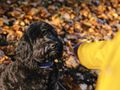 Support for dog owners struggling financially