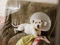 How to introduce a pet cone