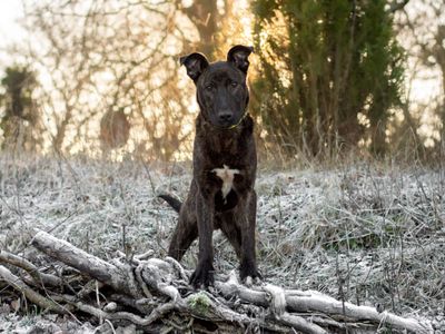 Beyond dog ownership