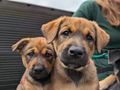 How you’re helping us end puppy smuggling 