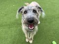 Why is your dog grinding their teeth? 
