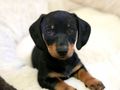 How to help your puppy get settled into your home