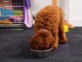 How much water should a dog drink? 