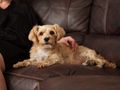 Renters’ rights: a big win for renters and their pets!