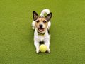 Dog bowling: Teach your dog to ten pin bowl 