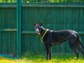 Greyhound racing 