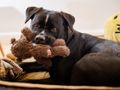 Foster a dog and change a life