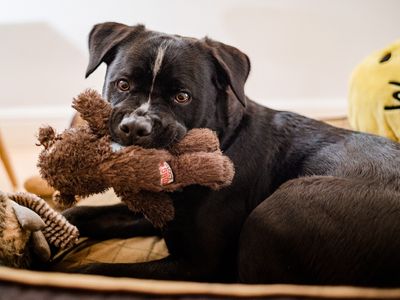 Foster a dog and change a life