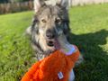 Rehoming and fostering  
