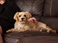 Ticks on dogs: what you need to know