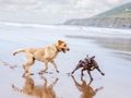 An overview of canine communication