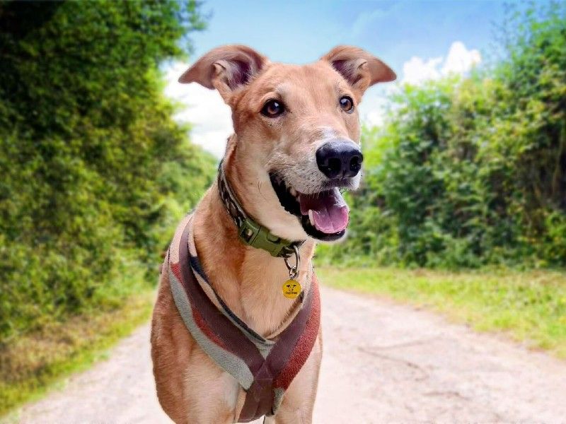 Jake the Lurcher keeps cool in hot weather