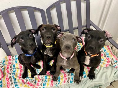 Meet our puppies!