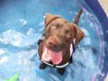 Dog dental hygiene and how to clean your dog's teeth