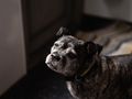 No dog should be left behind this Christmas.