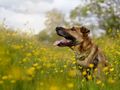 What to expect if you give up your dog