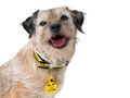 National Dog Survey 2025