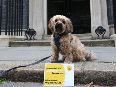 Speak up on behalf of dogs!