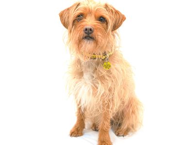 Will you help dogs?