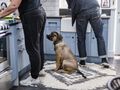Items in the home and garden that are poisonous to dogs