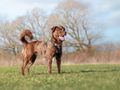 What to do if you've found a stray dog