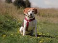 Third time’s the charm for golden oldie Tilly 