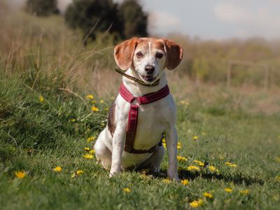 Third time’s the charm for golden oldie Tilly 