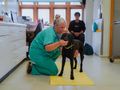 How to perform a health check on your dog