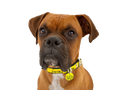 Boxer