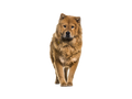 Chow Chow