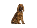 Cocker Spaniel