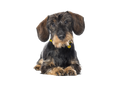 Dachshund