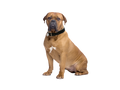Dogue De Bordeaux