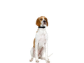 Pointer