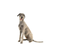 Irish Wolfhound