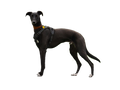 Lurcher