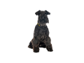 Schnauzer