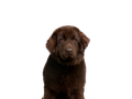 Newfoundland