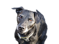 Patterdale Terrier