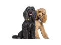 Poodle