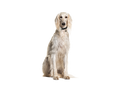 Saluki