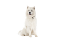 Spitz