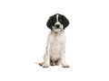Springer Spaniel
