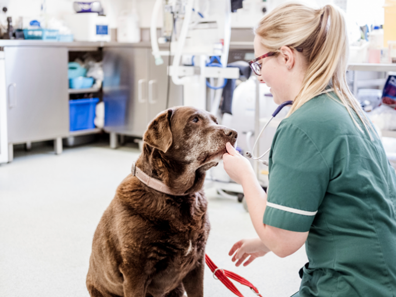 A female Veterinarian wearing green scrubs, kneeling down in front of a senior chocolate labrador in a vet consult room