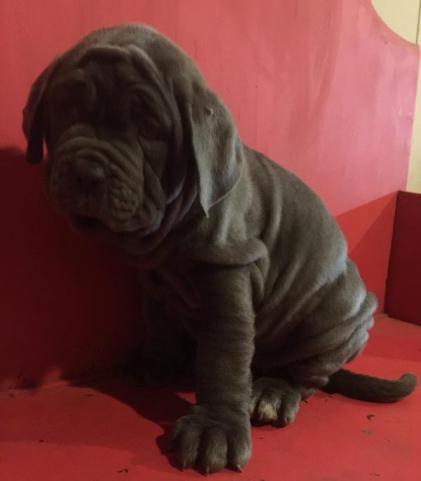 Neapolitan mastiff puppies for sale