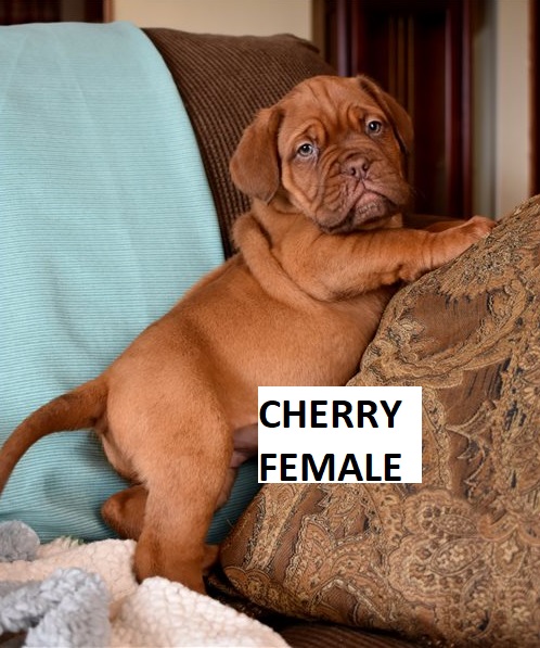 french mastiff puppies for sale uk