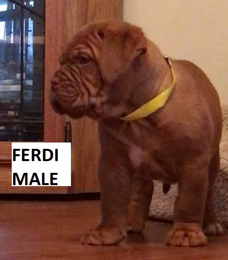 french mastiff puppies for sale in california